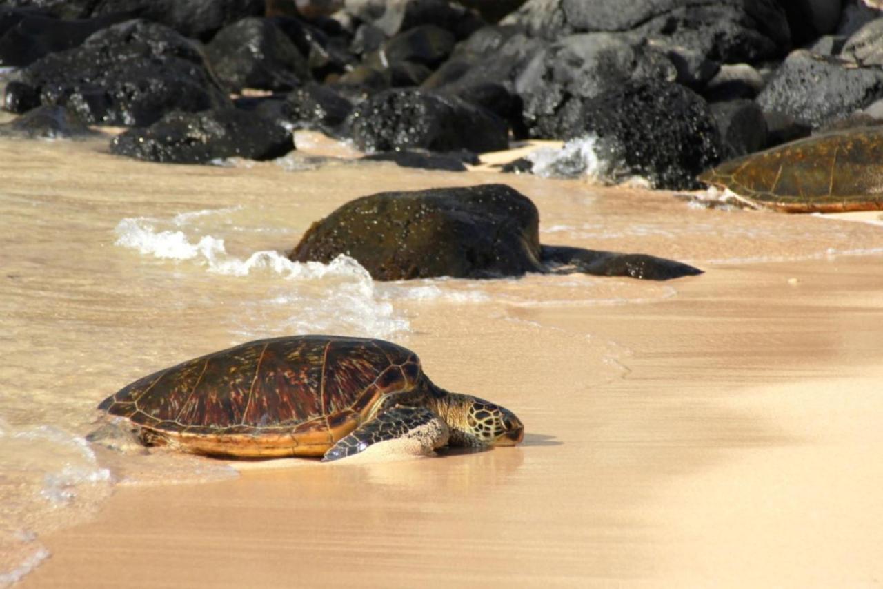 Вілла Kaleialoha 213 Лагайна Екстер'єр фото